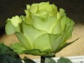/album/galeria/rosas-amarillas-2048-x-1536-jpg/