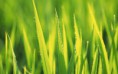 /album/galeria/verde-y-amarillo-1280x800-711542-jpeg/